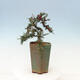 Outdoor bonsai-Cotoneaster microcarpa var.thymifolius-Skalník - 5/5