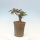 Outdoor bonsai-Cotoneaster microcarpa var.thymifolius-Skalník - 5/5