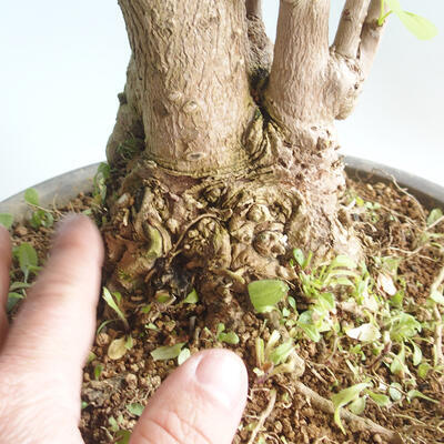 Outdoor bonsai - Ginkgo biloba - 5