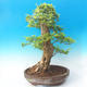 Room bonsai - Duranta erecta Aurea - 5/7