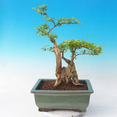 Room bonsai - Duranta erecta Aurea - 5