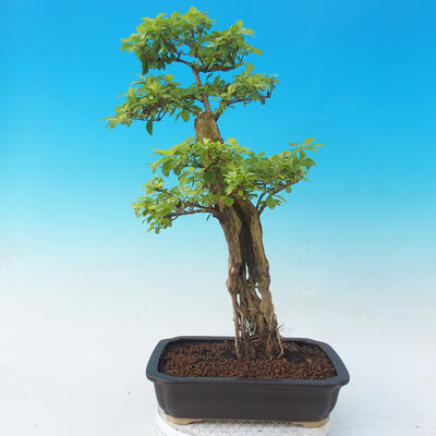 Room bonsai - Duranta erecta Aurea - 5