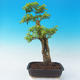 Room bonsai - Duranta erecta Aurea - 5/7