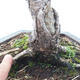 Outdoor bonsai -Larix decidua - Larch - 5/6