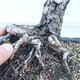 Outdoor bonsai -Larix decidua - Deciduous larch - 5/5