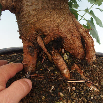 Outdoor bonsai - Morus alba - mulberry - 5