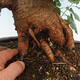 Outdoor bonsai - Morus alba - mulberry - 5/6
