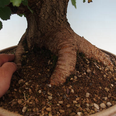 Outdoor bonsai - Morus alba - mulberry - 5