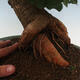 Outdoor bonsai - Morus alba - mulberry - 5/6