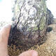Outdoor bonsai - Pinus parviflora - Small-flowered pine - 5/5