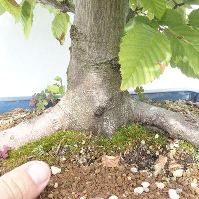Outdoor bonsai -Carpinus betulus - Hornbeam - 5