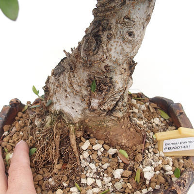 Indoor bonsai - Olea europaea sylvestris - European small-leaved olive oil - 5