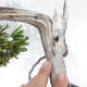 Outdoor bonsai - Juniperus sabina - Juniper - 5/5