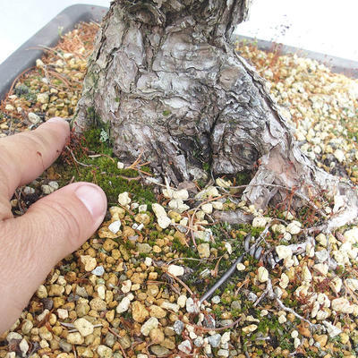 Outdoor bonsai - Pinus parviflora - Small-flowered Pine - 5