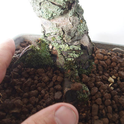 Outdoor bonsai -Larix decidua - Larch - 5