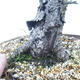 Outdoor bonsai -Larix decidua - Larch - 5/6