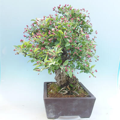 Outdoor bonsai - Malus halliana - Small-fruited apple tree - 5