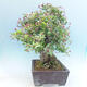 Outdoor bonsai - Malus halliana - Small-fruited apple tree - 5/7