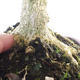 Outdoor bonsai - Boxwood - 5/5