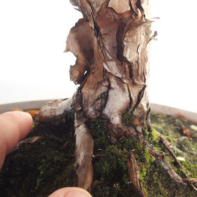 Outdoor bonsai- St. John's wort - Hypericum - 5