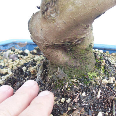 Outdoor bonsai - Malus halliana - Small-fruited apple tree - 5