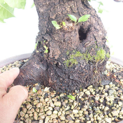 Outdoor bonsai -Mahalebka - Prunus mahaleb - 5