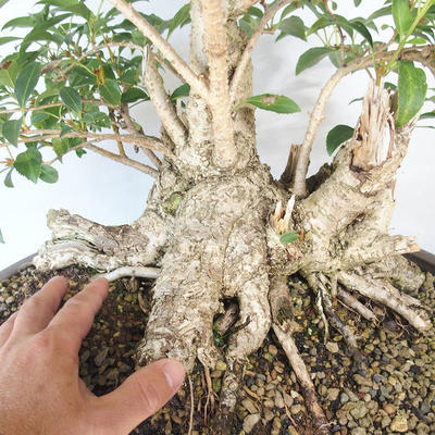 Outdoor bonsai - Forsythia - Forsythia - 5