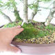 Outdoor bonsai -Larix decidua - Larch - 5/5