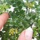 Indoor bonsai - Zantoxylum piperitum - pepper tree PB2192079 - 5/5