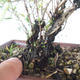 Outdoor bonsai - Satureja mountain - Satureja montana - 5/6