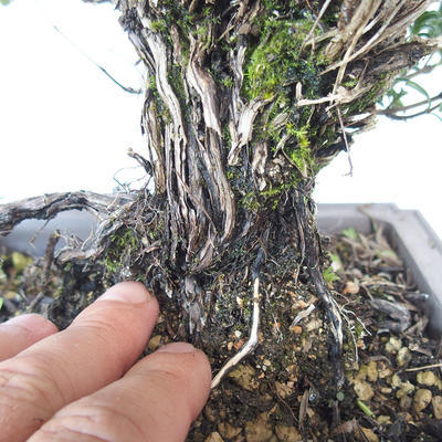 Outdoor bonsai - Satureja mountain - Satureja montana - 5