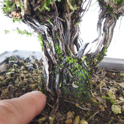 Outdoor bonsai - Satureja mountain - Satureja montana - 5