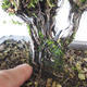 Outdoor bonsai - Satureja mountain - Satureja montana - 5/6