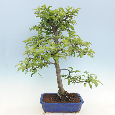 Outdoor bonsai - Malus sp. - Small-fruited apple tree - 5