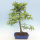 Outdoor bonsai - Malus sp. - Small-fruited apple tree - 5/7