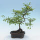 Outdoor bonsai - Malus sp. - Small-fruited apple tree - 5/7
