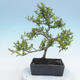 Outdoor bonsai - Malus sp. - Small-fruited apple tree - 5/6