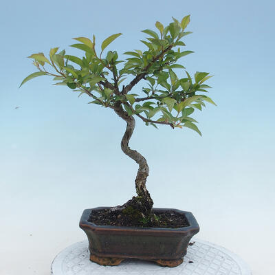 Outdoor bonsai - Malus sp. - Small-fruited apple tree - 5