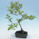 Outdoor bonsai - Malus sp. - Small-fruited apple tree - 5/6