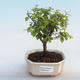Indoor bonsai - Sagerécie thea - Sagerécie thea - 5/5