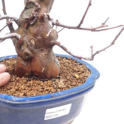Outdoor bonsai - Pseudocydonia sinensis - Chinese quince - 5