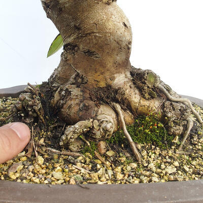 Outdoor bonsai -Malus Halliana - fruited apple - 5