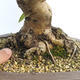 Outdoor bonsai -Malus Halliana - fruited apple - 5/6