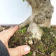 Outdoor bonsai -Malus Halliana - fruited apple - 5/6