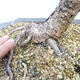 Outdoor bonsai -Larix decidua - Deciduous larch - 5/5