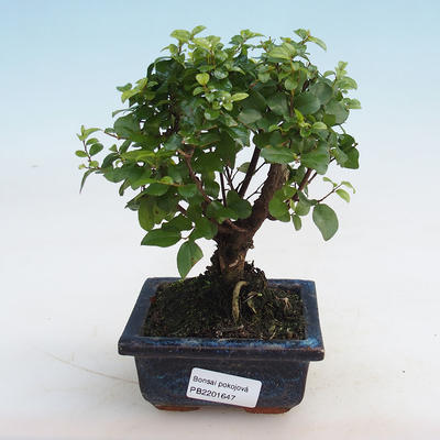 Indoor bonsai - Sagerécie thea - Sagerécie thea - 5