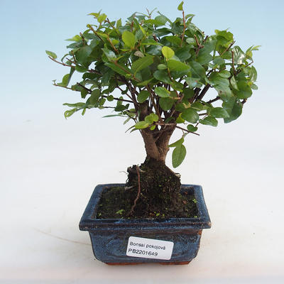 Indoor bonsai - Sagerécie thea - Sagerécie thea - 5