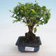 Indoor bonsai - Sagerécie thea - Sagerécie thea - 5/5