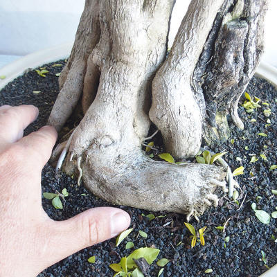 Indoor bonsai - Duranta erecta aurea - 5