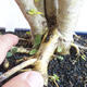 Indoor bonsai -Ligustrum Aurea - Bird's beak - 5/6
